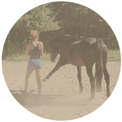 cheval liberté pas espagnol ps-01 cheval liberté pas espagnol ps-01
