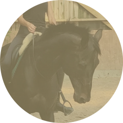 dressage en cordelette cheval rond dressage en cordelette cheval rond